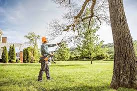 Best Tree Disease Treatment  in Cave City, KY